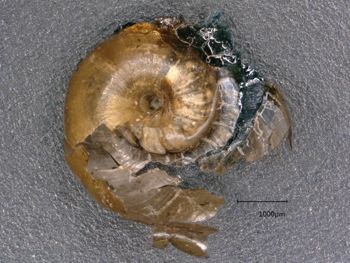 Media type: image; Malacology 98972